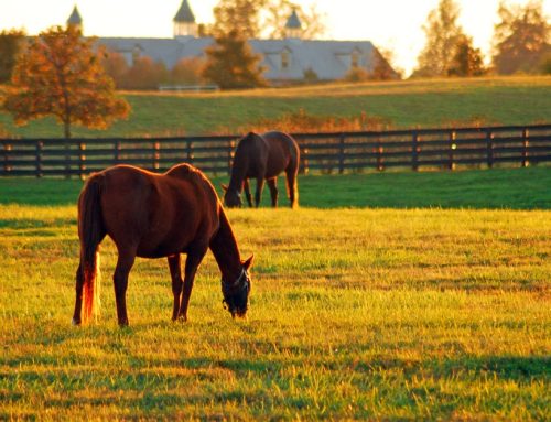 4 Features of World-Class Equestrian Estates