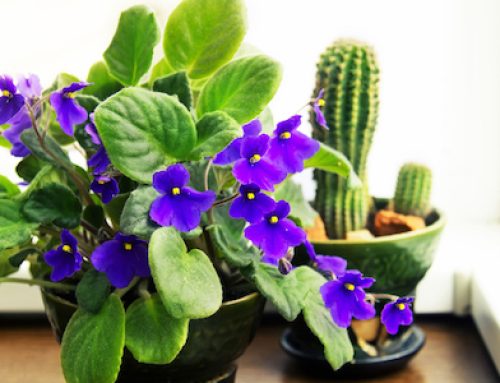4 Stunning Flowering Houseplants