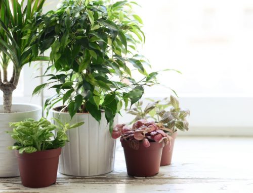 How to Choose the Best Houseplants
