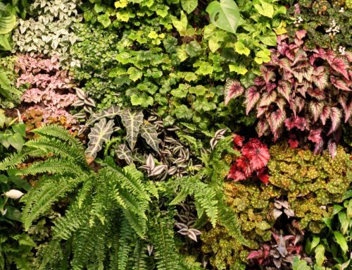 What You Need to Know About Indoor Vertical Gardens