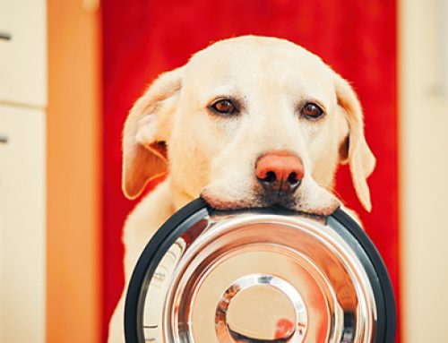 The Best Breeds for First-Time Homeowners