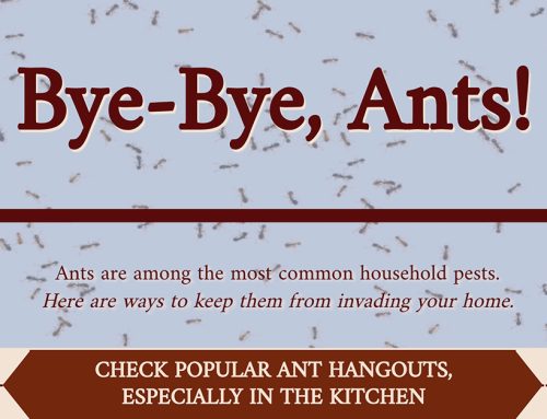 Bye-Bye, Ants!